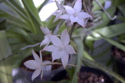 salut  :vous le savez que je suis belle